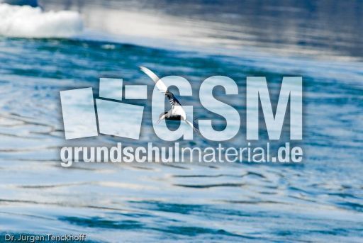 Küstenseeschwalbe (5 von 6).jpg